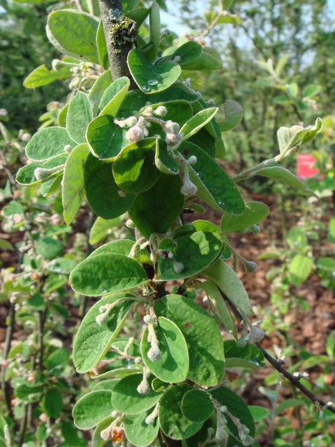Cotoneaster gracilis fleur P15